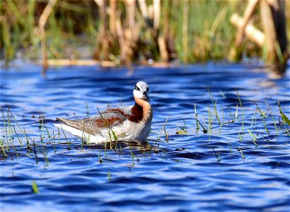 Wilson's phalarope at Seedskadee National Wildlife Refuge