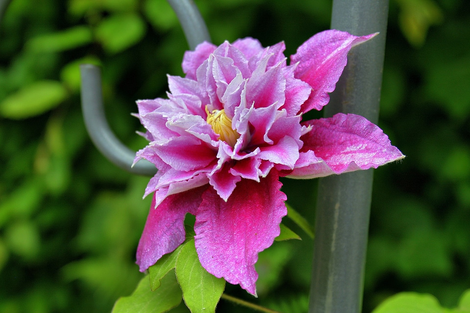Blossom bloom clematis