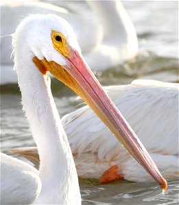 175 - WHITE PELICAN (12-17-2021) 4th street, goose island, refugio co, tx -07