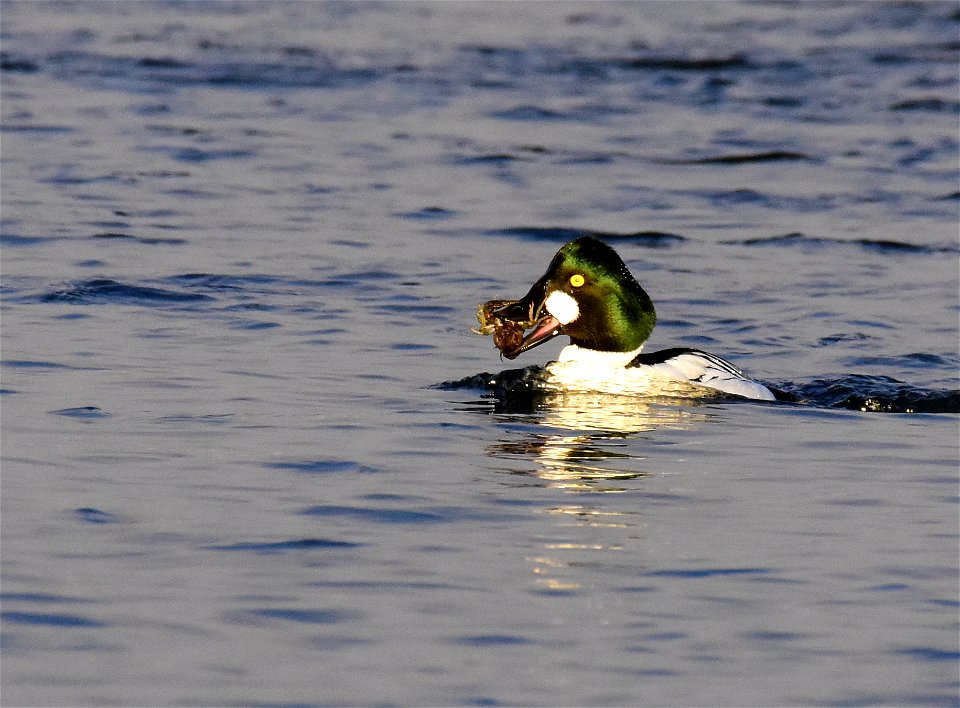 Common goldeneye at Seedskadee National Wildlife Refuge