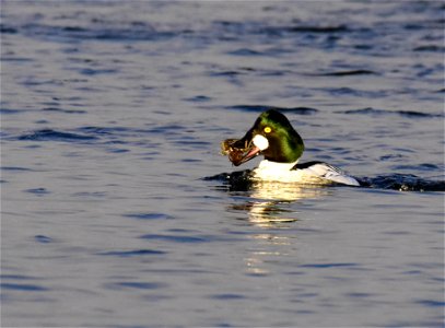 Common goldeneye at Seedskadee National Wildlife Refuge