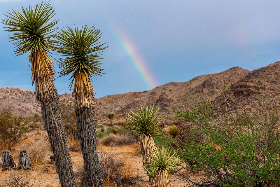 Joshua Trees photo