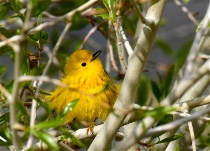 Yellow warbler on Seedskadee National Wildlife Refuge