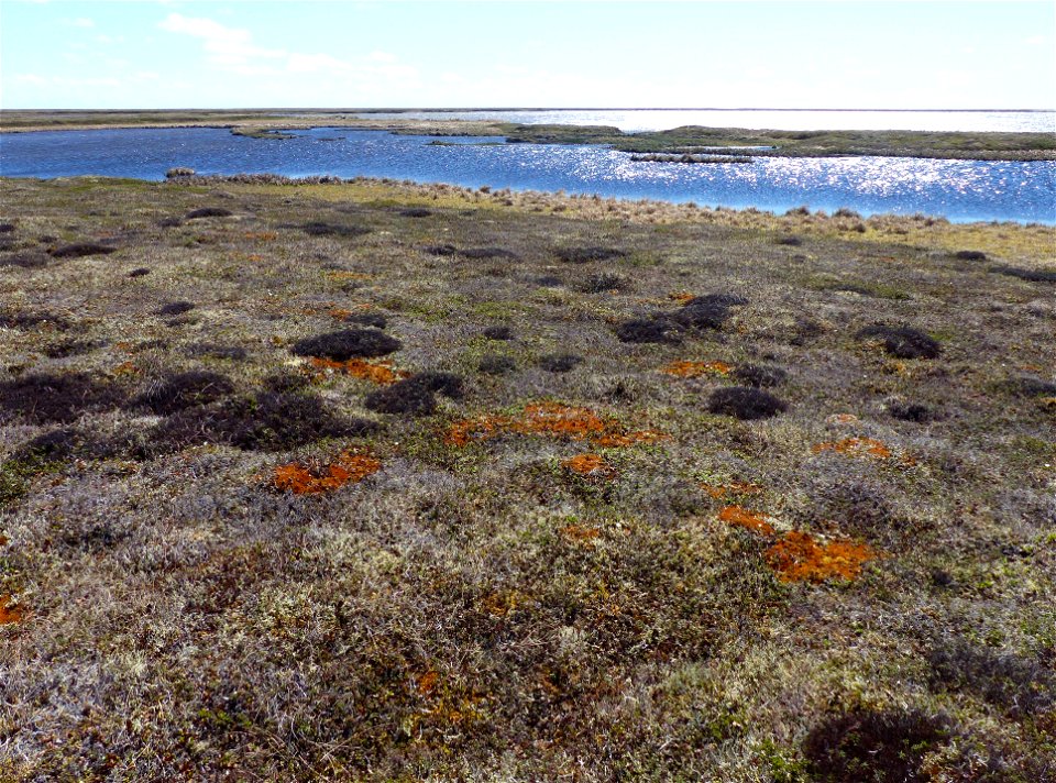 Kanagayak upland tundra
