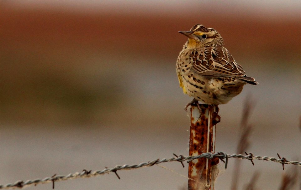 Western Meadowlark Huron Wetland Management District