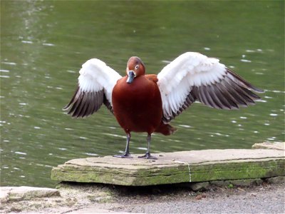 Ornamental Duck 1 photo