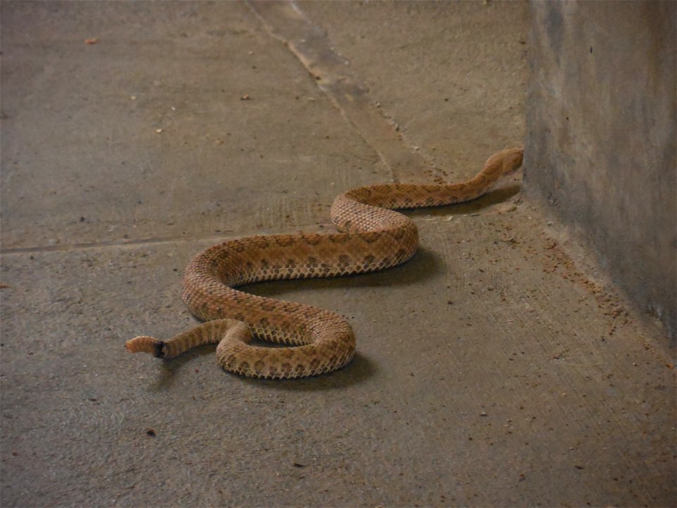 Rattlesnake at Jones Hole photo