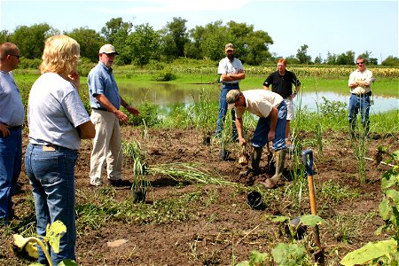 Voluntary landowners replacing native prairie cordgrass on their properties. photo