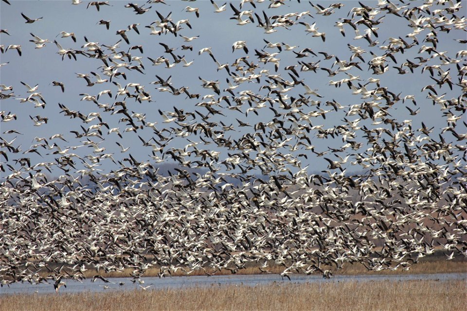 Snow geese at Clarence Cannon NWR photo