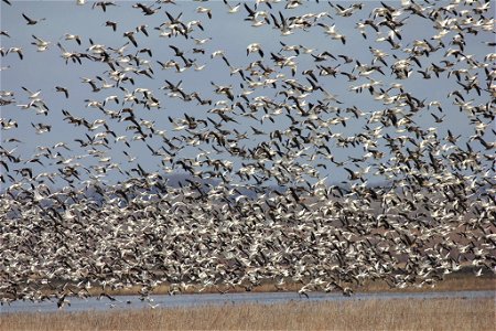 Snow geese at Clarence Cannon NWR photo