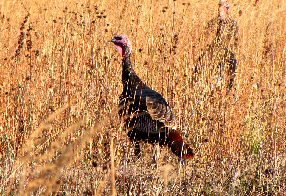 Wild Turkeys