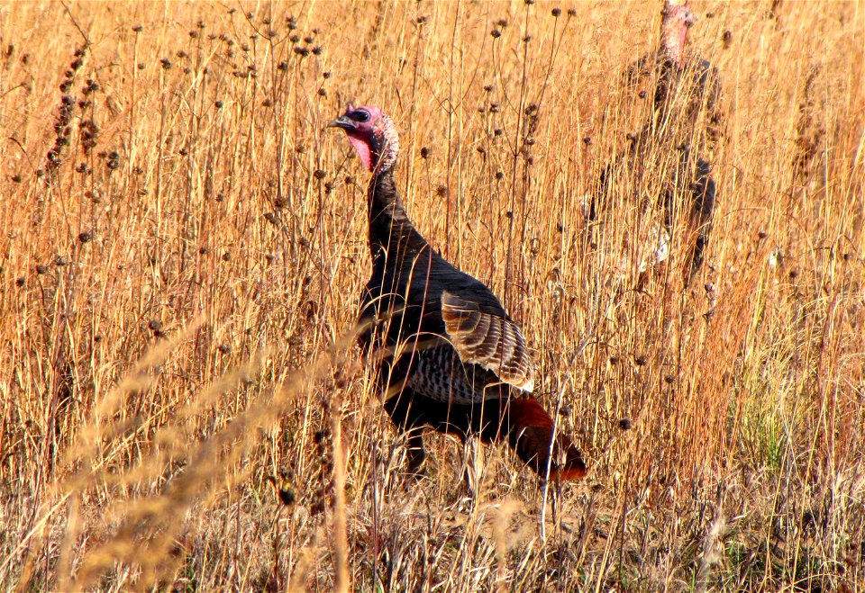 Wild Turkeys photo