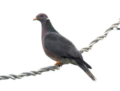 426 - BAND-TAILED PIGEON (6-12-2021) yard, crescent city, del norte co, ca -02