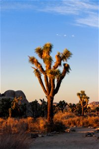 Joshua Trees During Golden Hour photo