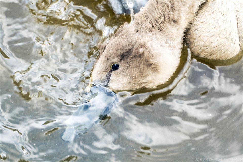 Cygnet looking underwater with one eye.