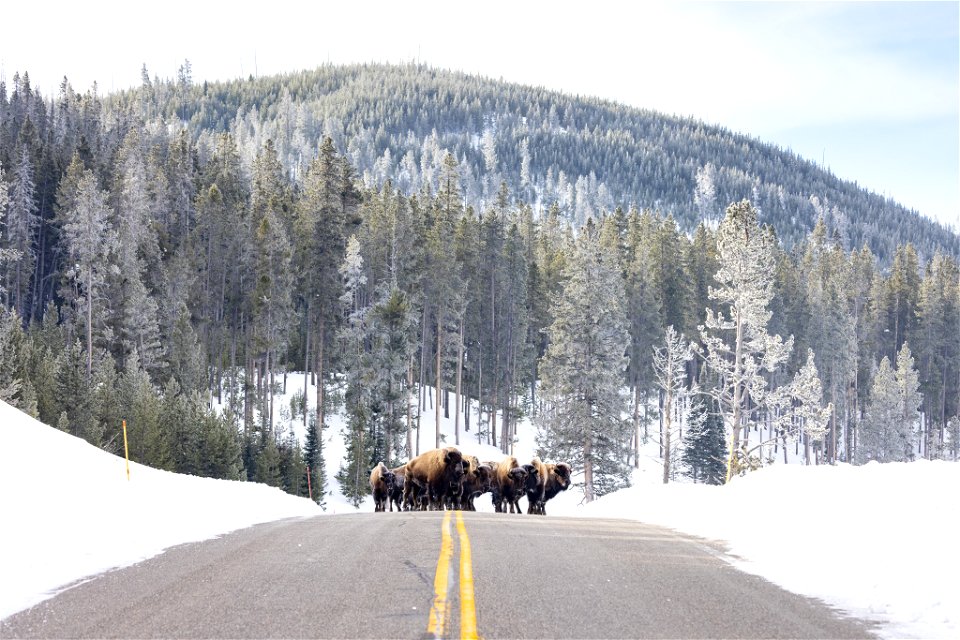 Spring biking road conditions 2023: bison in the road
