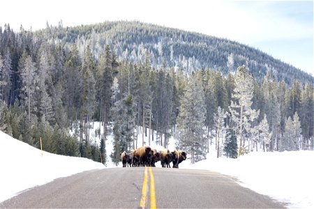 Spring biking road conditions 2023: bison in the road photo