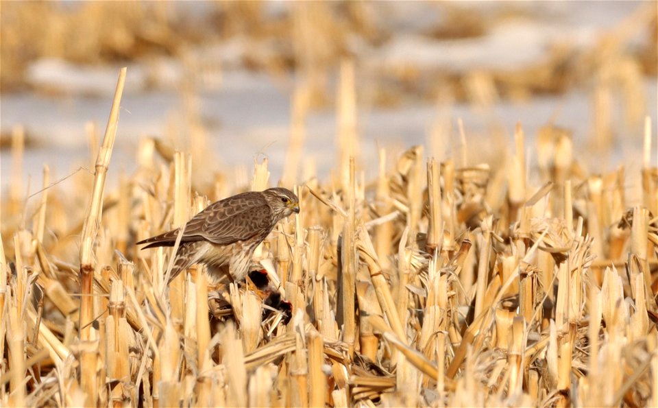 Merlin Eating a Male Red-winged Black Bird Huron Wetland Management District