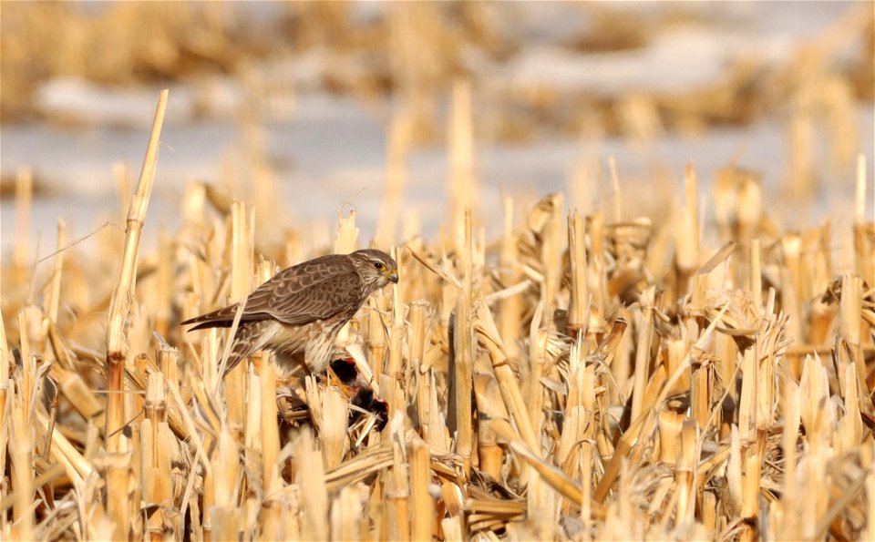 Merlin Eating a Male Red-winged Black Bird Huron Wetland Management District photo