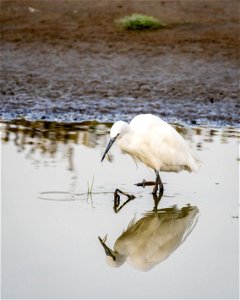 Egret at Morecambe Hide