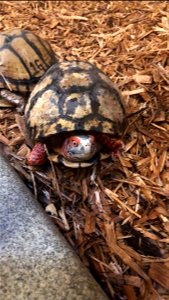 Mexican box turtles at Memphis Zoo