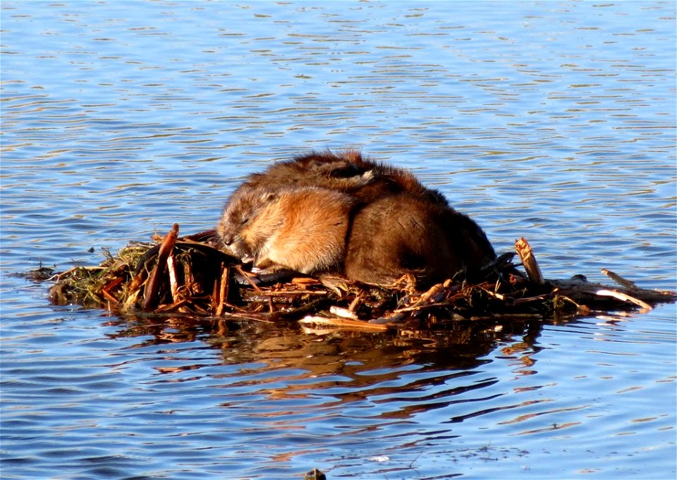 Muskrat