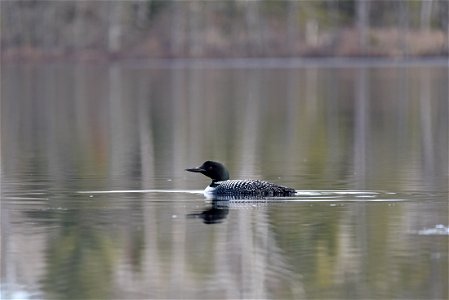 Common loon photo