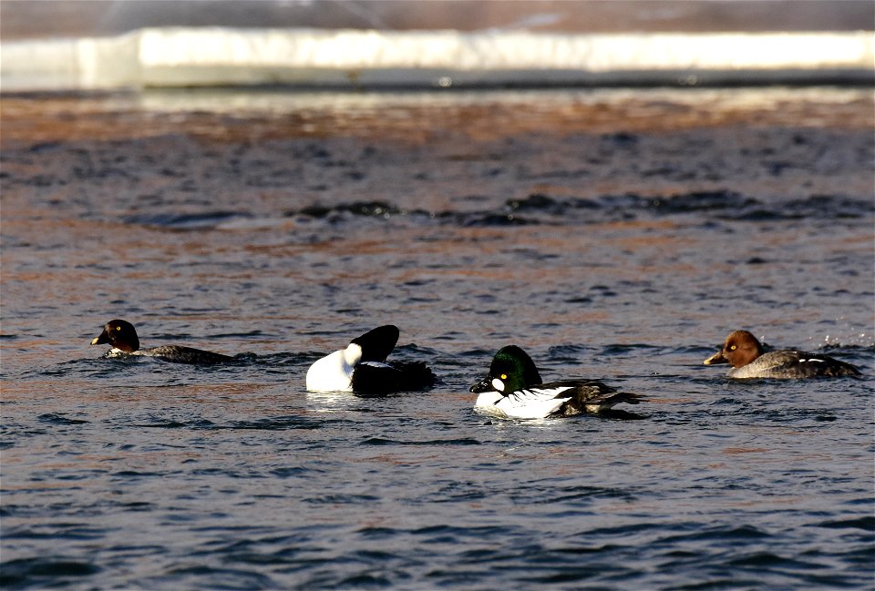 Common goldeneye at Seedskadee National Wildlife Refuge