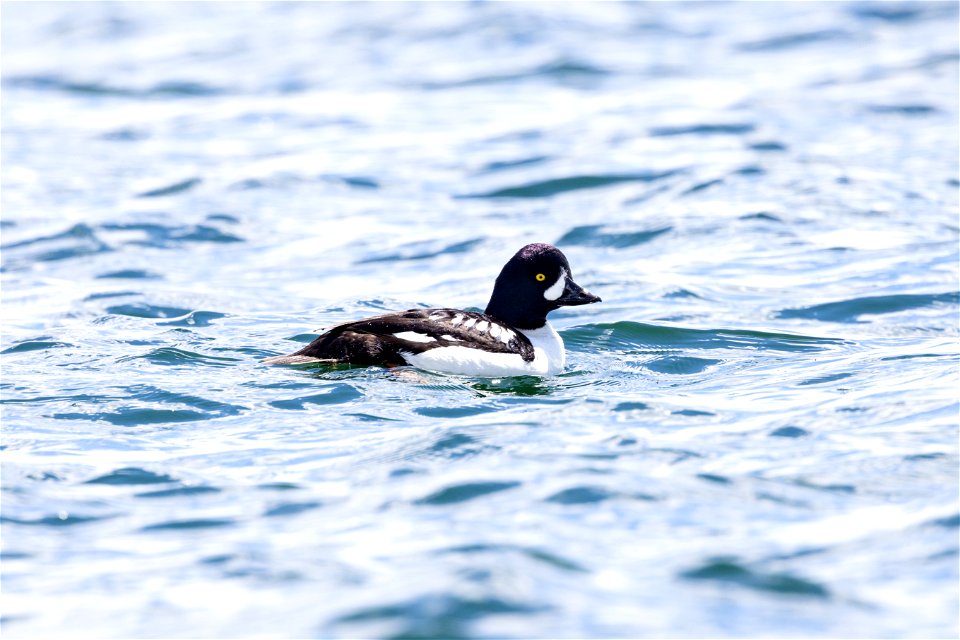 Barrow's goldeneye (Bucephala islandica) on Yellowstone Lake (2)