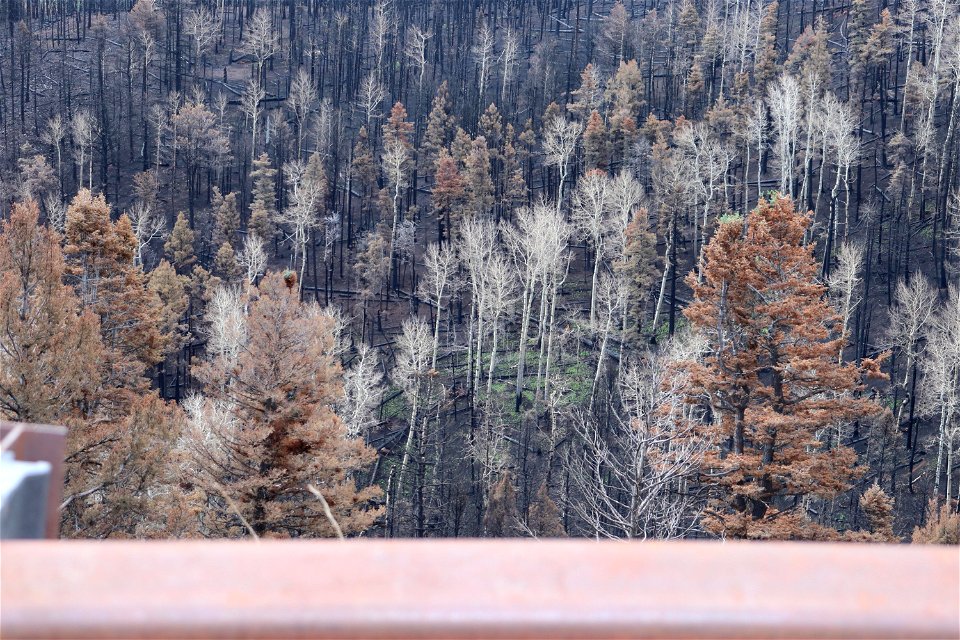 Calf Canyon Fire