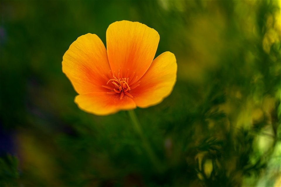 Kalifornischer Mohn