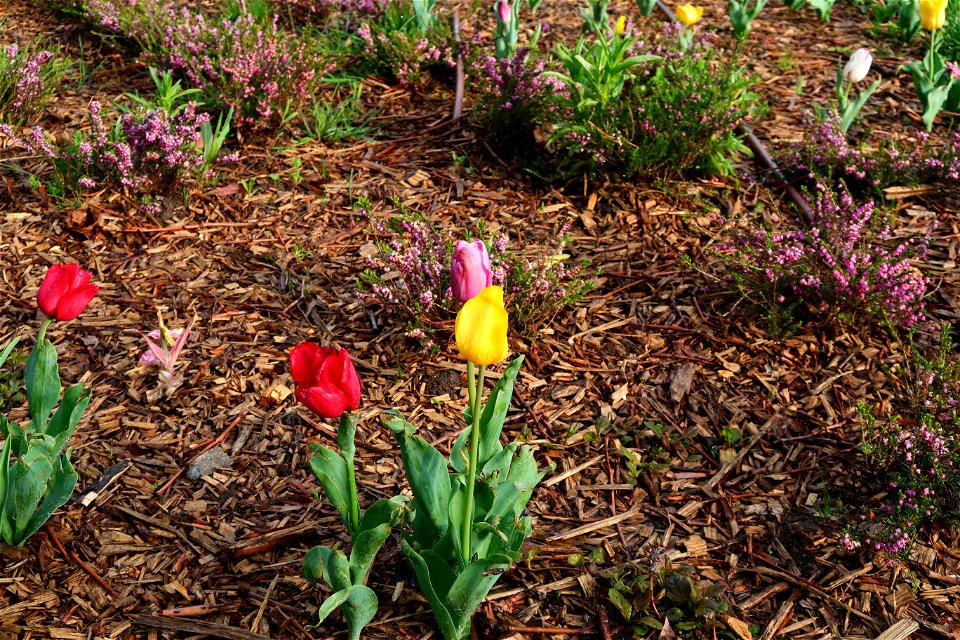 japanes_garden_rain_Herastrau (55)