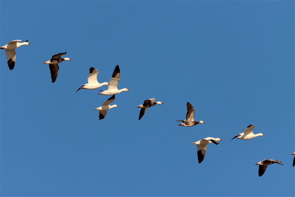 Light Goose Migration Huron Wetland Management District