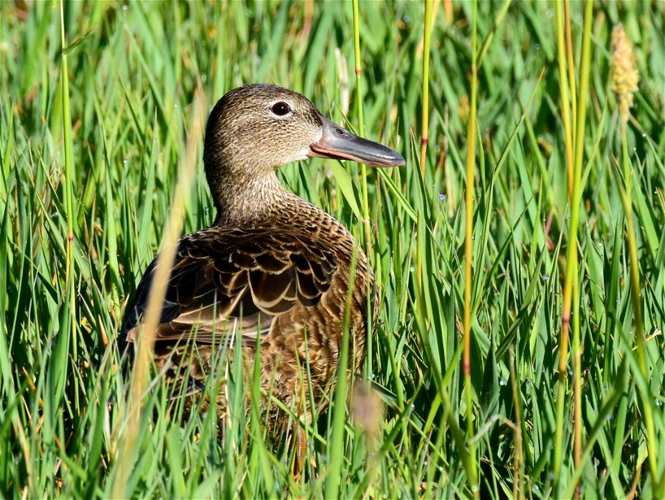 Cinnamon teal at Seedskadee National Wildlife Refuge