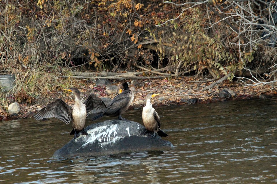 Double-crested Cormorant Huron Wetland Management District