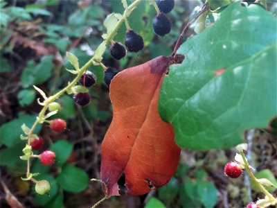 Salal, Mt. Baker-Snoqualmie National Forest. Photo by Anne Vassar Aug. 10, 2021.