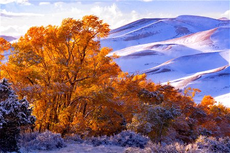 Snowy Dunes and Gold Cottonwoods 2