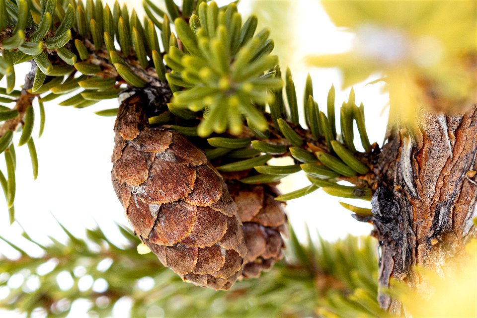 Black spruce cones (Picea mariana).