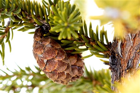 Black spruce cones (Picea mariana). photo
