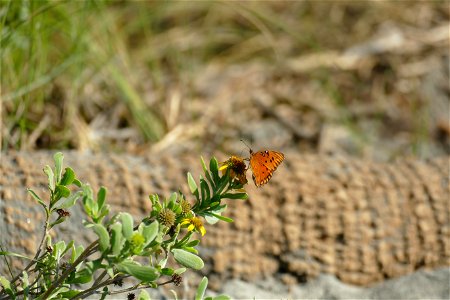 butterfly-P1950138