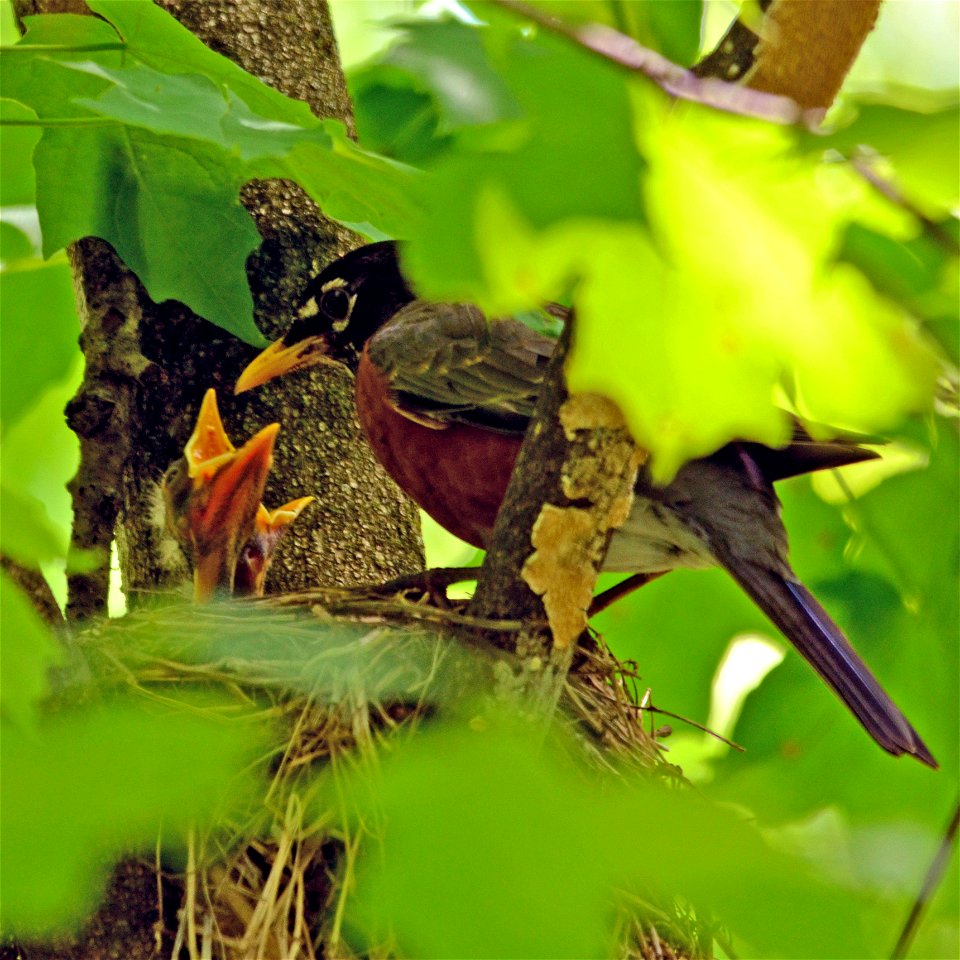 American Robin Tending Young