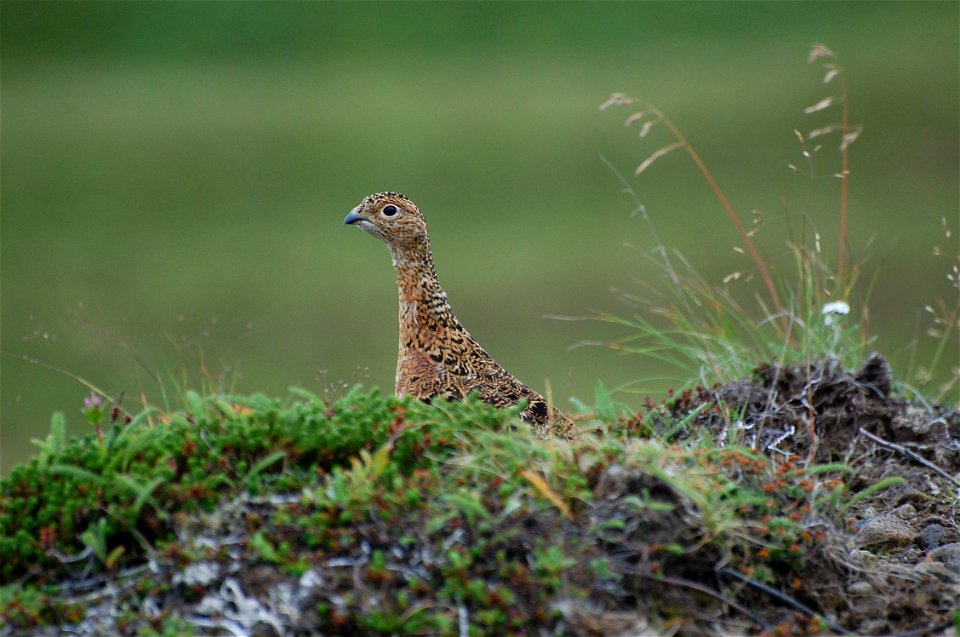 Willow Ptarmigan female