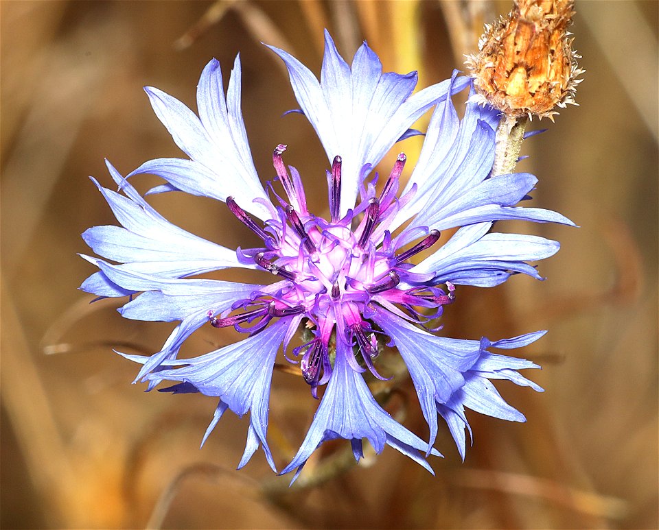 FLOWER, sp (07-31-2022) 5350 ft, hobart bluff trailhead, jackson co, or -01