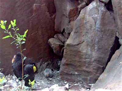 California condor chick #871 is seen via nest camera. photo