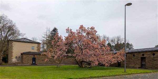 Der Magnolienbaum vor dem Eingang zum Hauptfriedhof Bochum photo