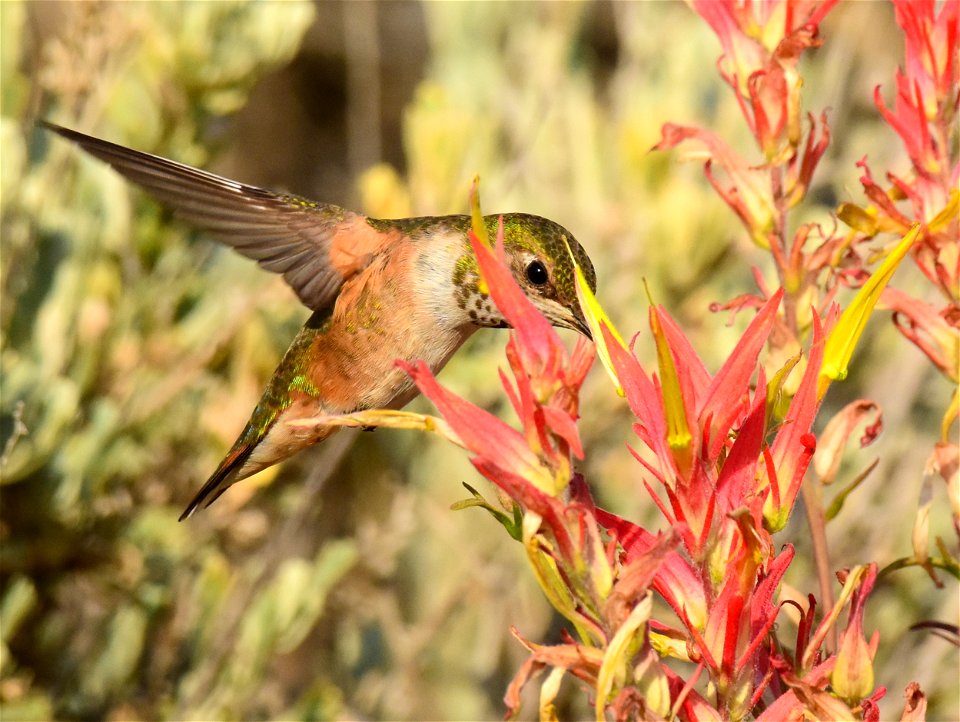 Rufous hummingbird at Seedskadee National Wildlife Refuge