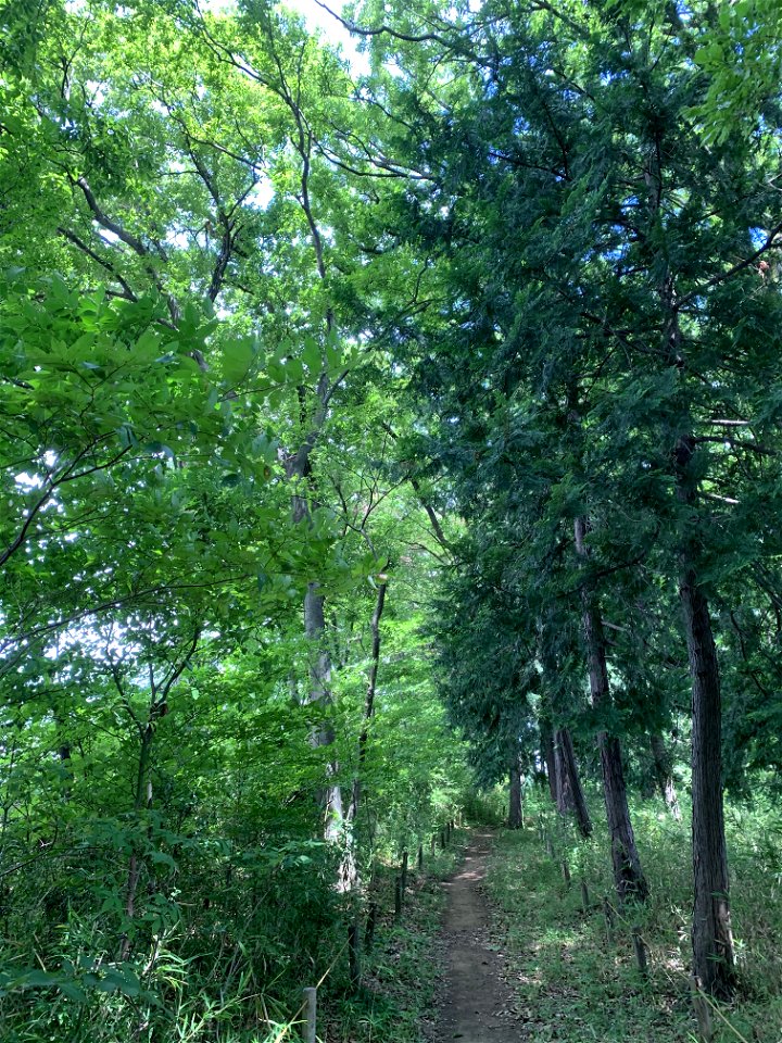 Nobidome Josui History and Nature Conservation Area in Shimosato, Higashikurume-shi