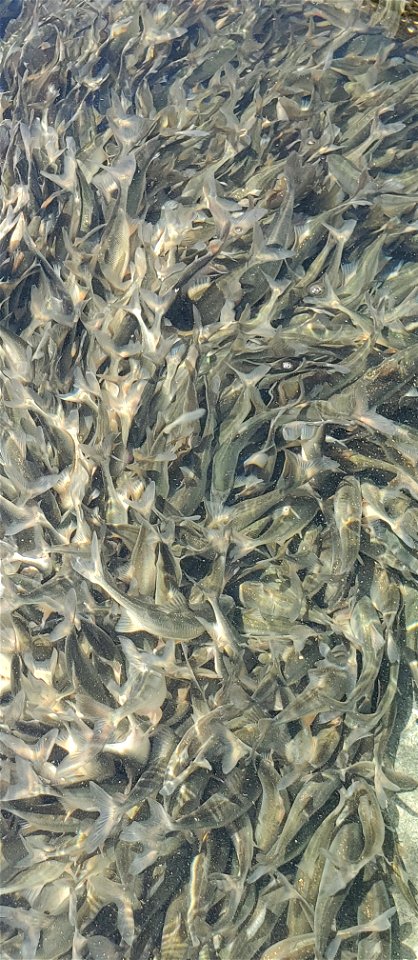 Bonytail in pond kettle