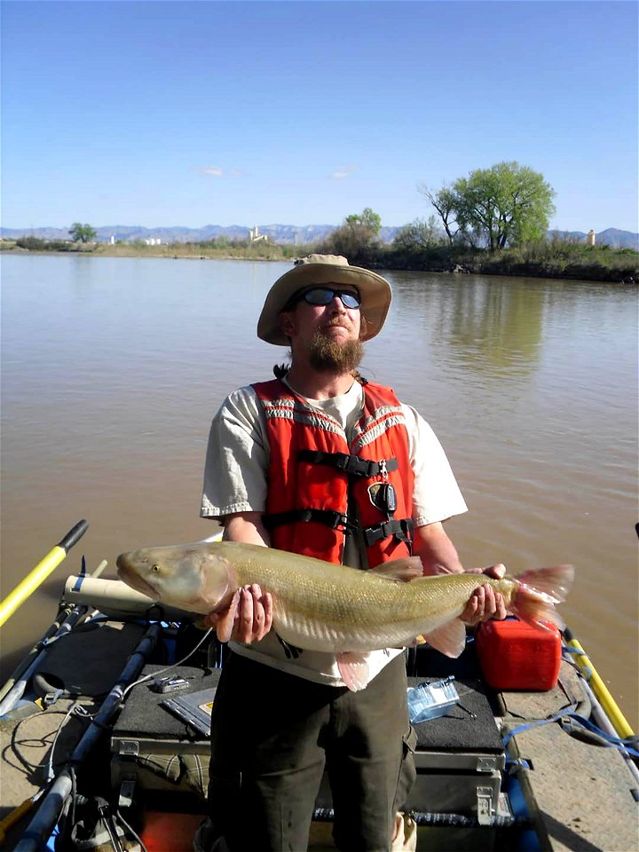 Colorado Pikeminnow photo