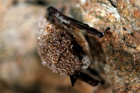 Little Brown Bat White Nose Syndrome photo